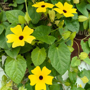 Black-Eyed Susan Vine Seeds