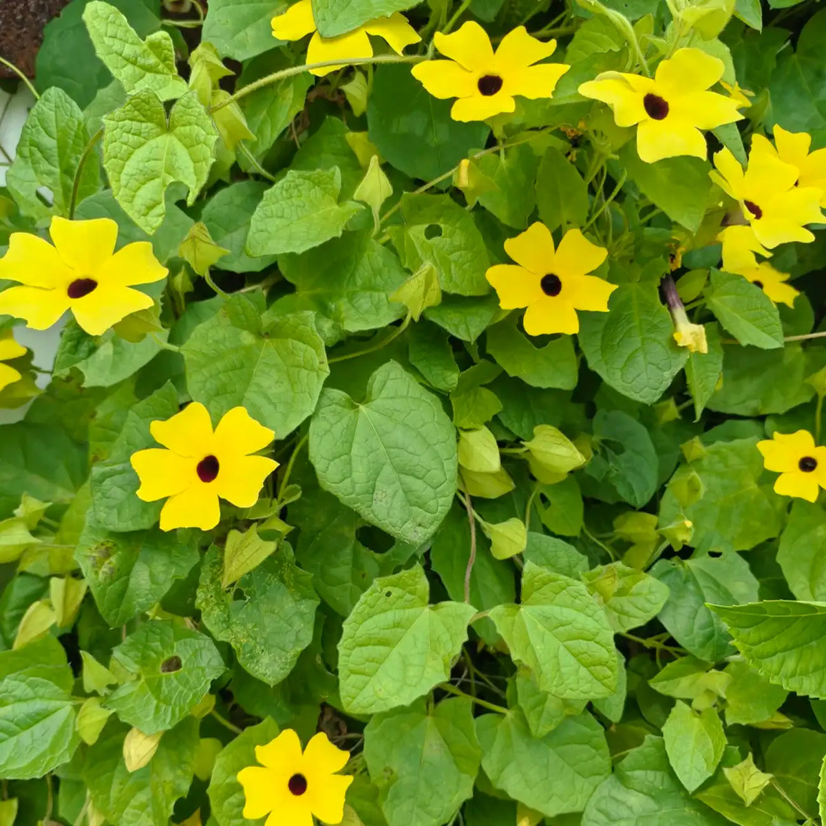 Black-Eyed Susan Vine Seeds