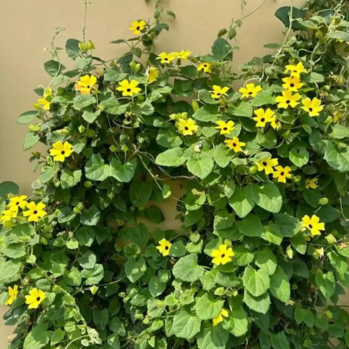 Black-Eyed Susan Vine Seeds