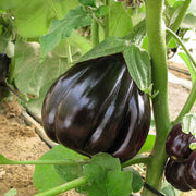 Black Beauty Organic Eggplant Seeds
