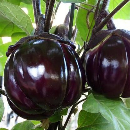 Black Beauty Organic Eggplant Seeds