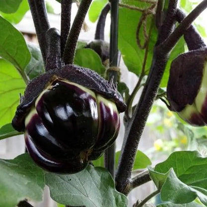 Black Beauty Organic Eggplant Seeds
