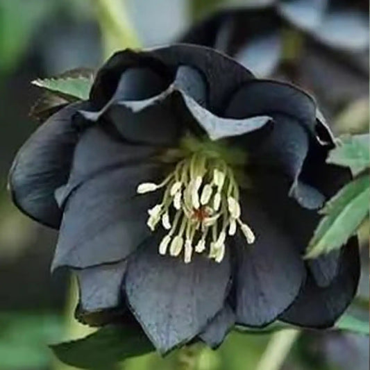 Black Helleborus - Christmas Rose