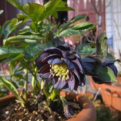 Black Helleborus - Christmas Rose