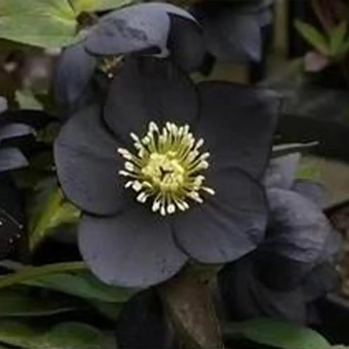 Black Helleborus - Christmas Rose