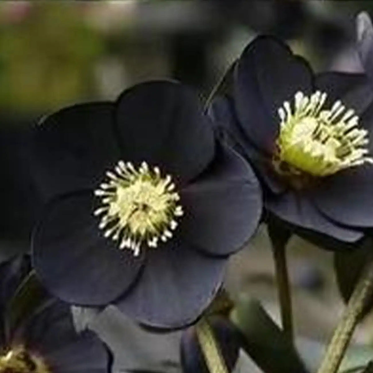 Black Helleborus - Christmas Rose