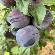 Black Plum