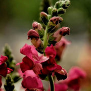 'Black Prince' Snapdragon Seeds