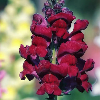 'Black Prince' Snapdragon Seeds