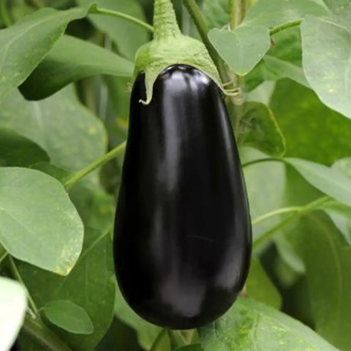 Black Stallion Hybrid Eggplant Seeds