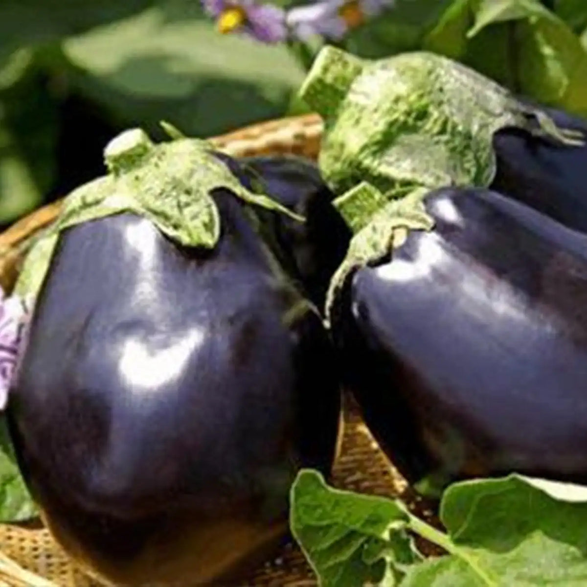 Black Stallion Hybrid Eggplant Seeds