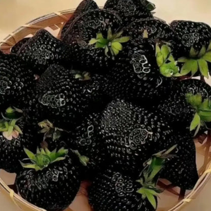 Black Strawberry Fruits Seeds
