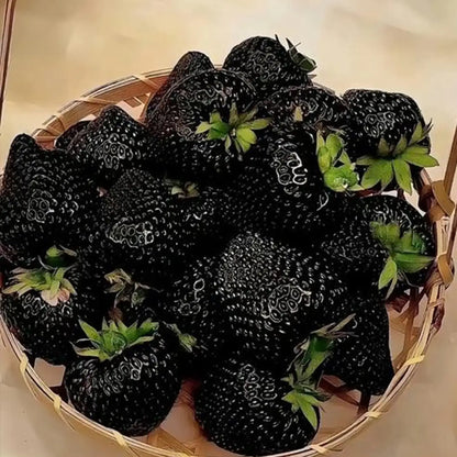 Black Strawberry Fruits Seeds