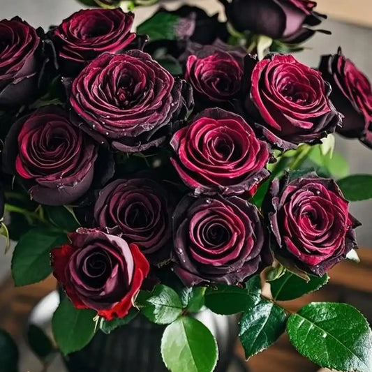 Black Magic Rose Seeds