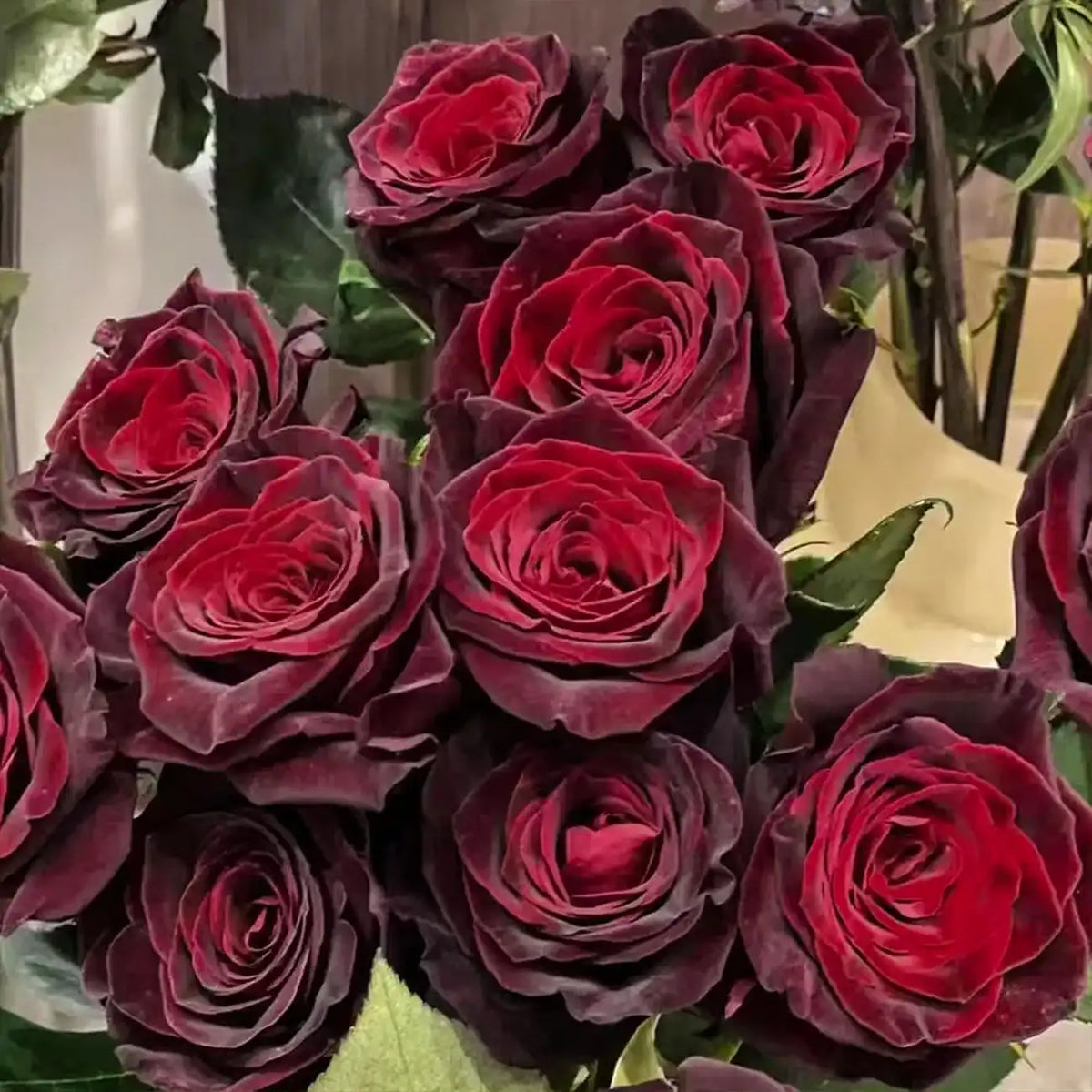 Black Magic Rose Seeds