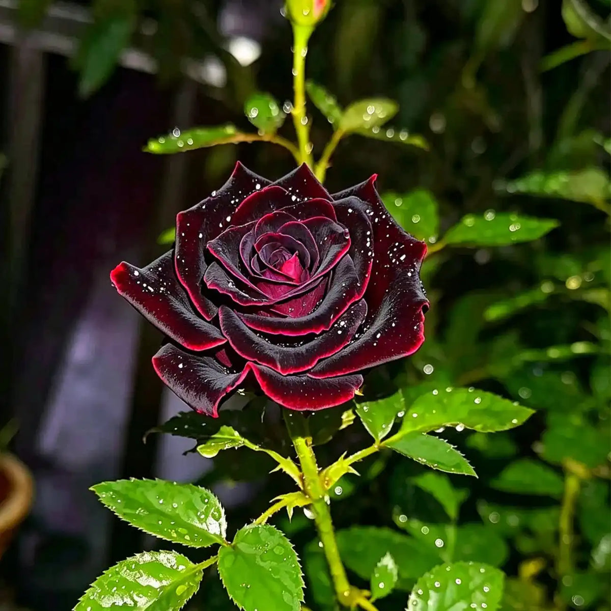 Black Magic Rose Seeds