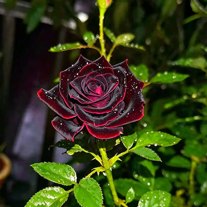 Black Magic Rose Seeds