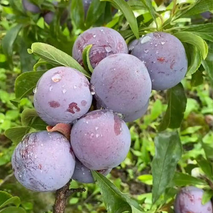 Black Plum Seeds