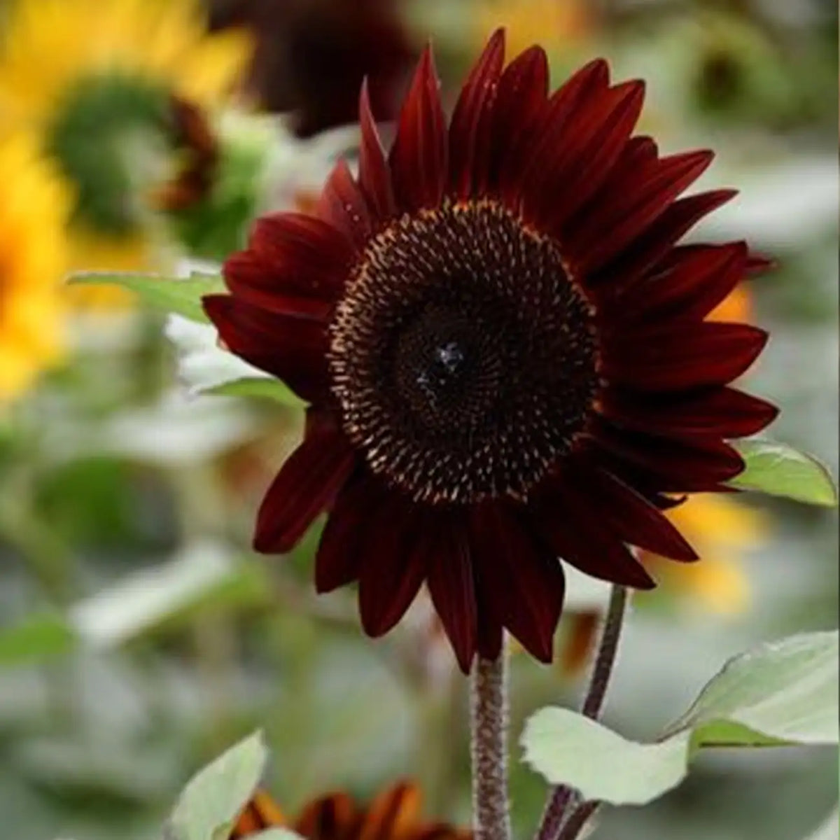 Black Swan Sunflower Seeds