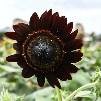 Black Swan Sunflower Seeds