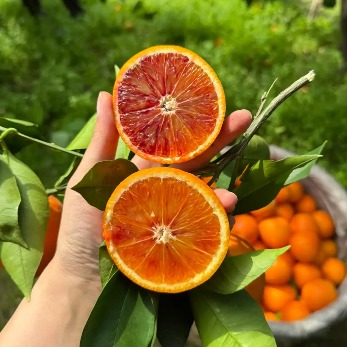 Blood Orange Tree Seeds