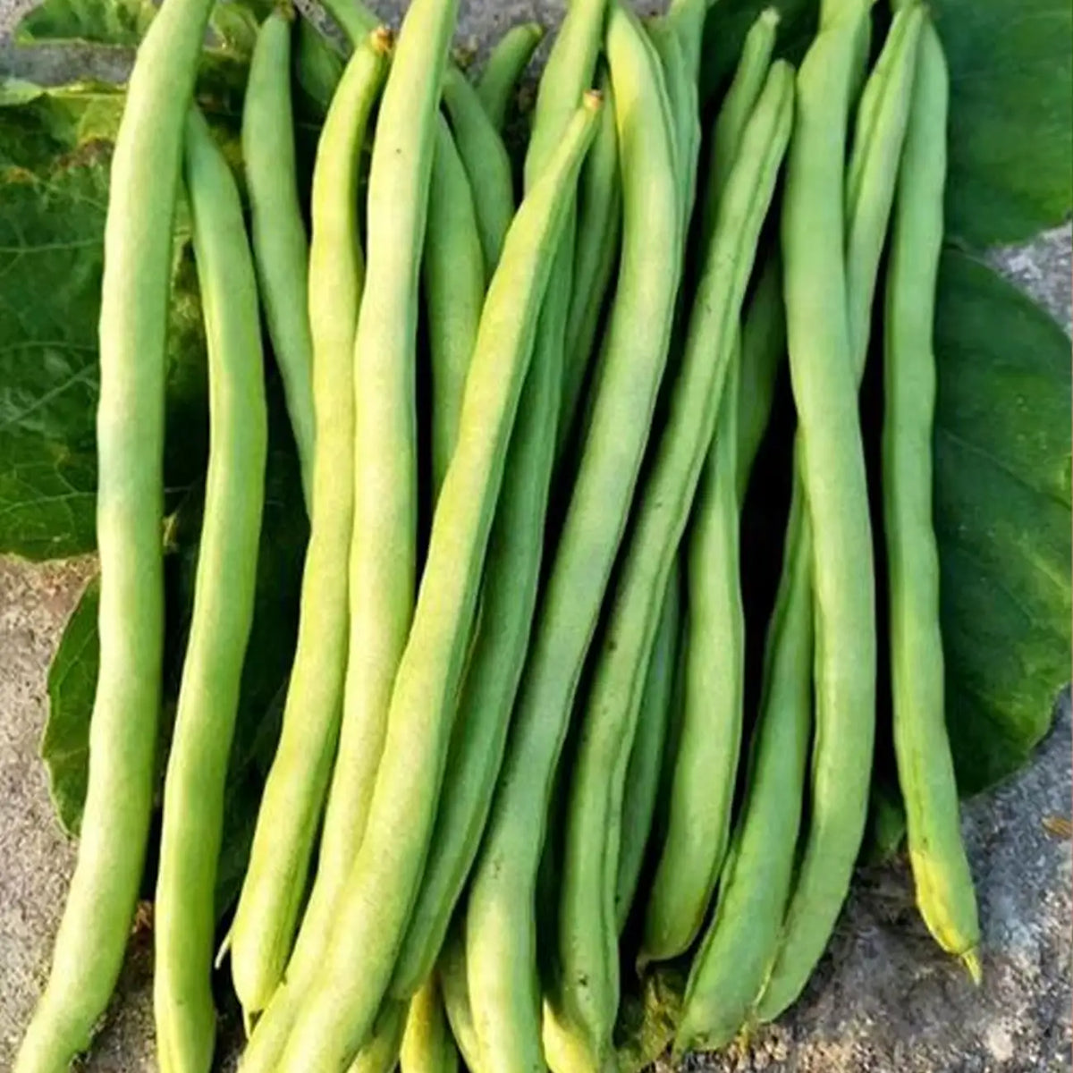 Blue Lake Superior Garden Bean Seed