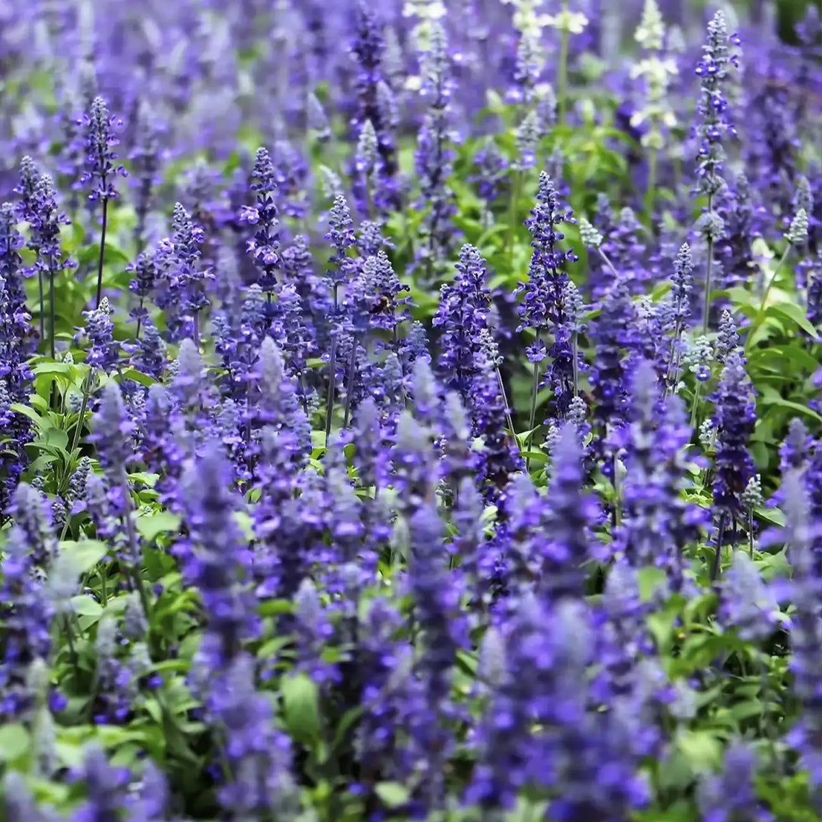 Blue Queen Salvia Seeds