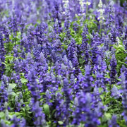 Blue Queen Salvia Seeds
