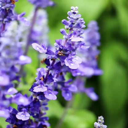Blue Queen Salvia Seeds