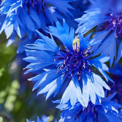 Blue Cornflower Seeds - Bachelor’s Buttons
