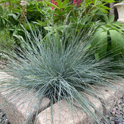 Blue Fescue Seeds