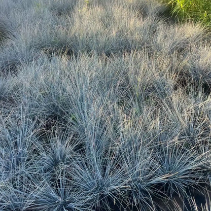 Blue Fescue Seeds