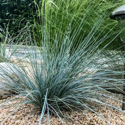 Blue Fescue Seeds