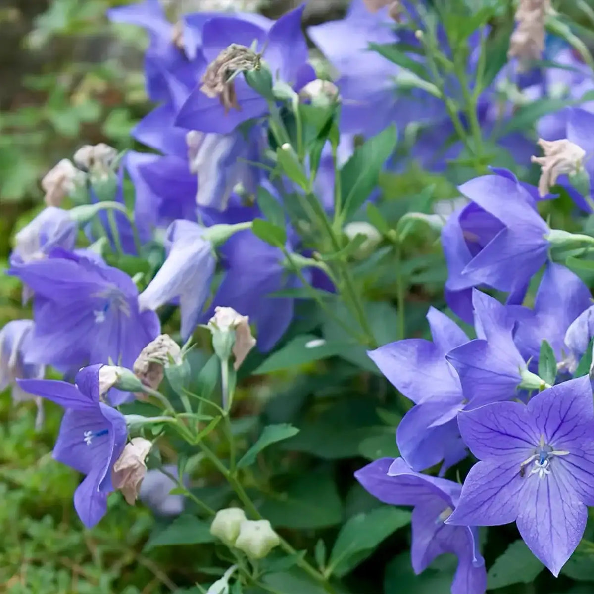 Blue Platycodon Seeds