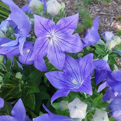 Blue Platycodon Seeds