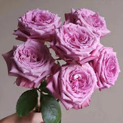 Blue Sea Rose Seeds