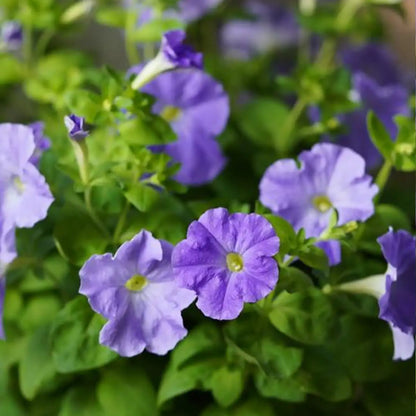 Petunia Seeds - Dusty Blue
