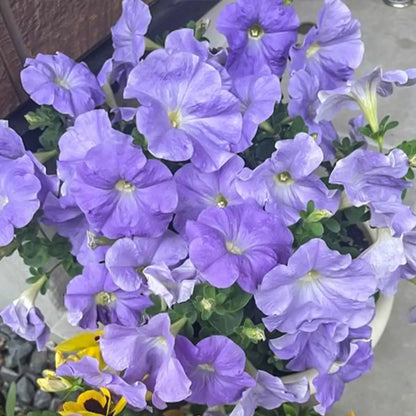 Petunia Seeds - Dusty Blue