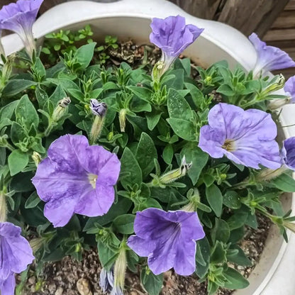 Petunia Seeds - Dusty Blue
