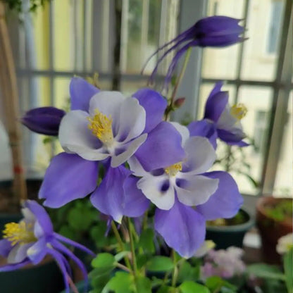 Blue & White Aquilegia Seeds