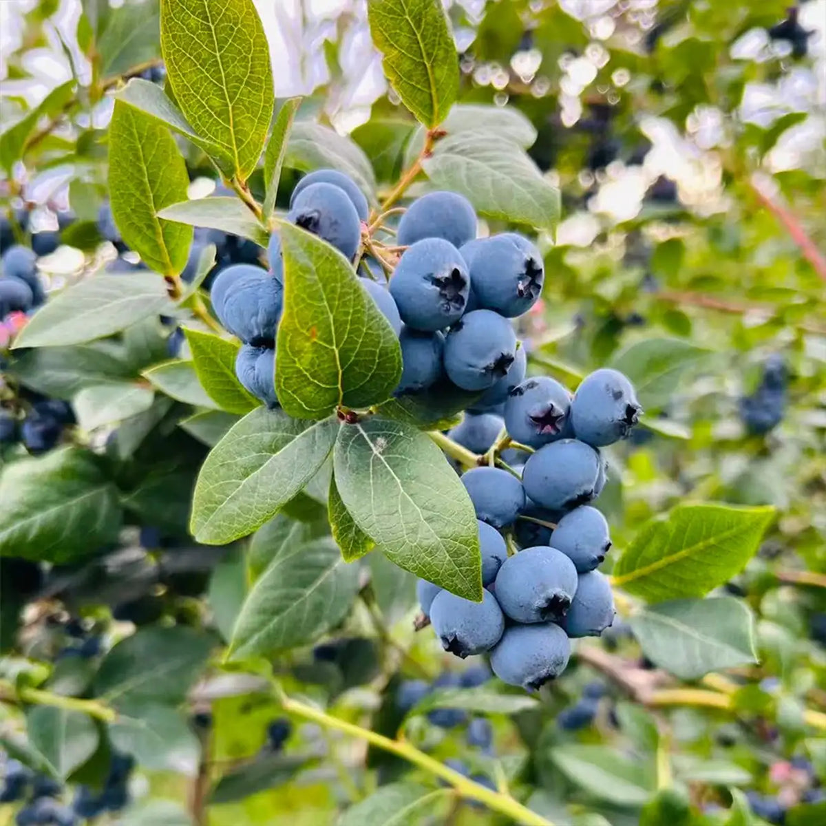 Blueberry Seeds