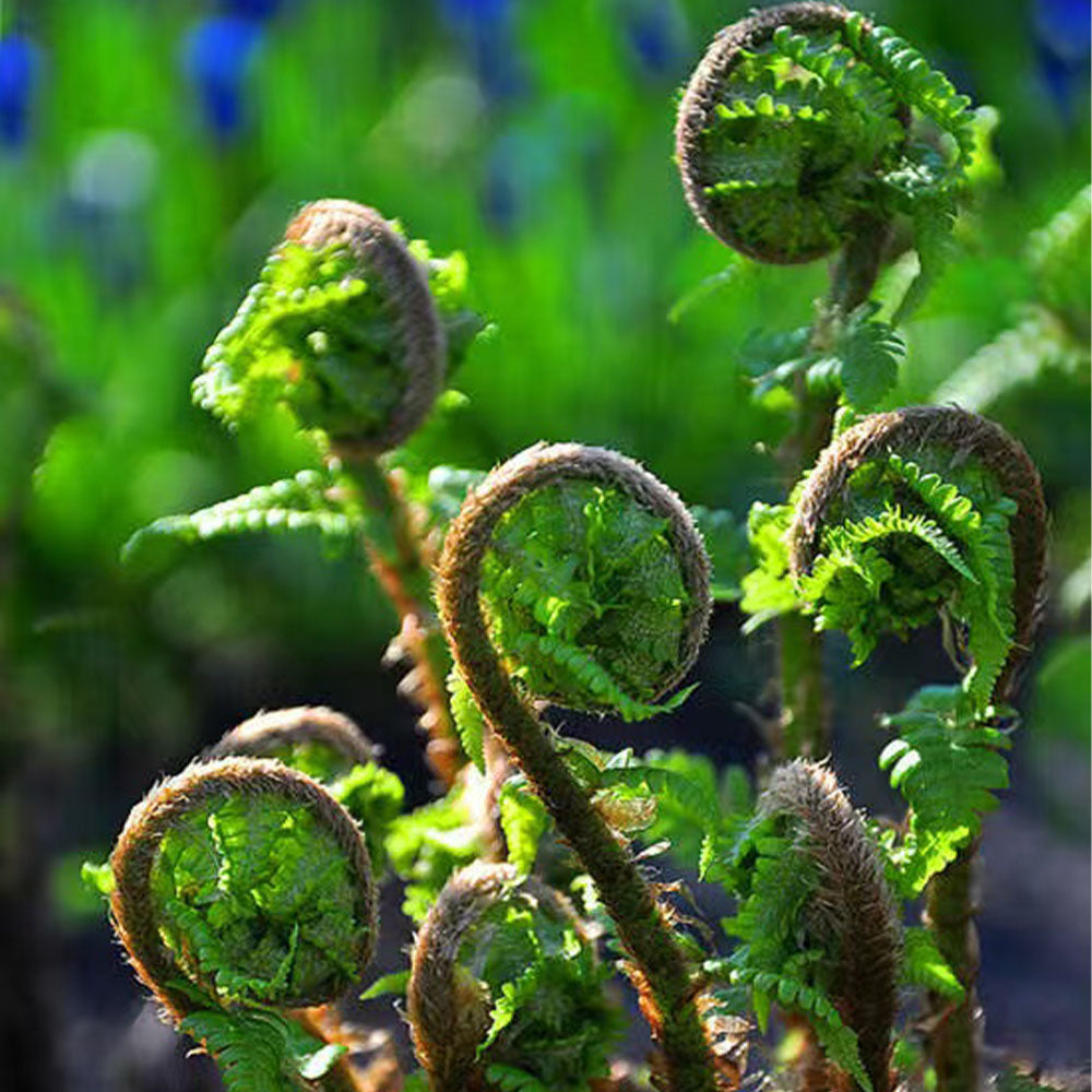 Bracken Seeds