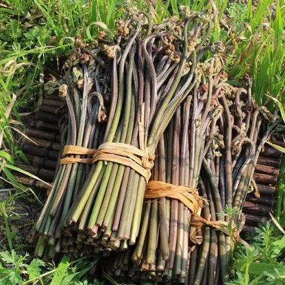 Bracken Seeds
