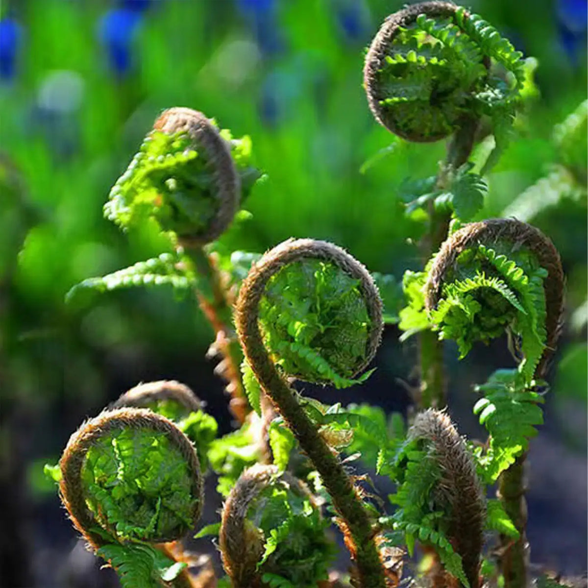 Bracken Seeds