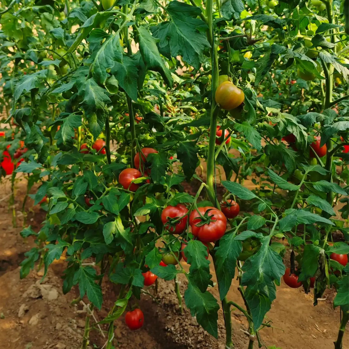 Brandy Tomatoe Seeds