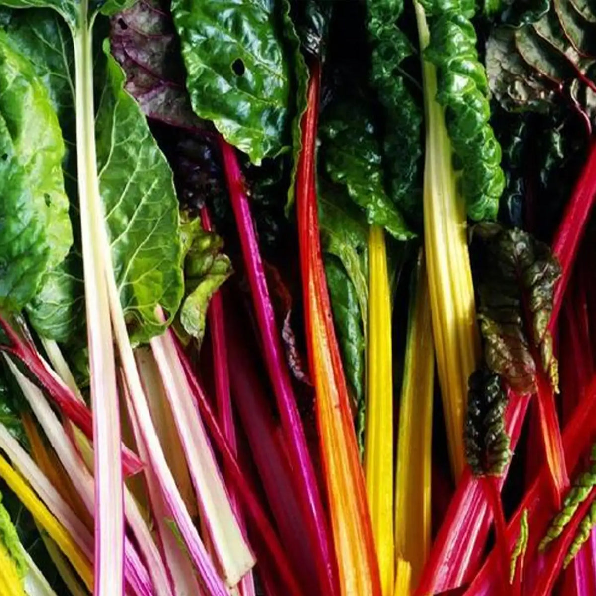 Bright Lights Swiss Chard Seeds - Rainbow Stems