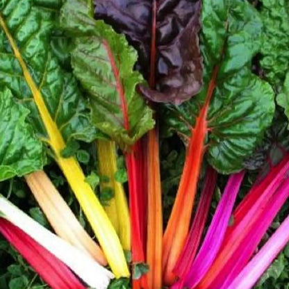 Bright Lights Swiss Chard Seeds - Rainbow Stems