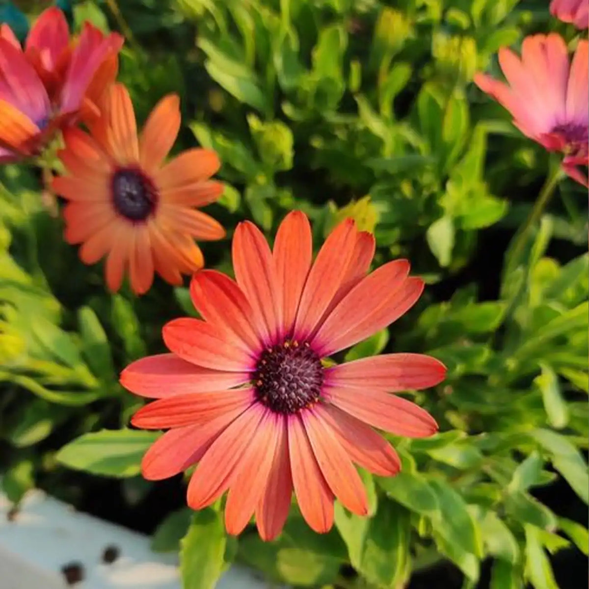 Bronze Marigolds Seeds