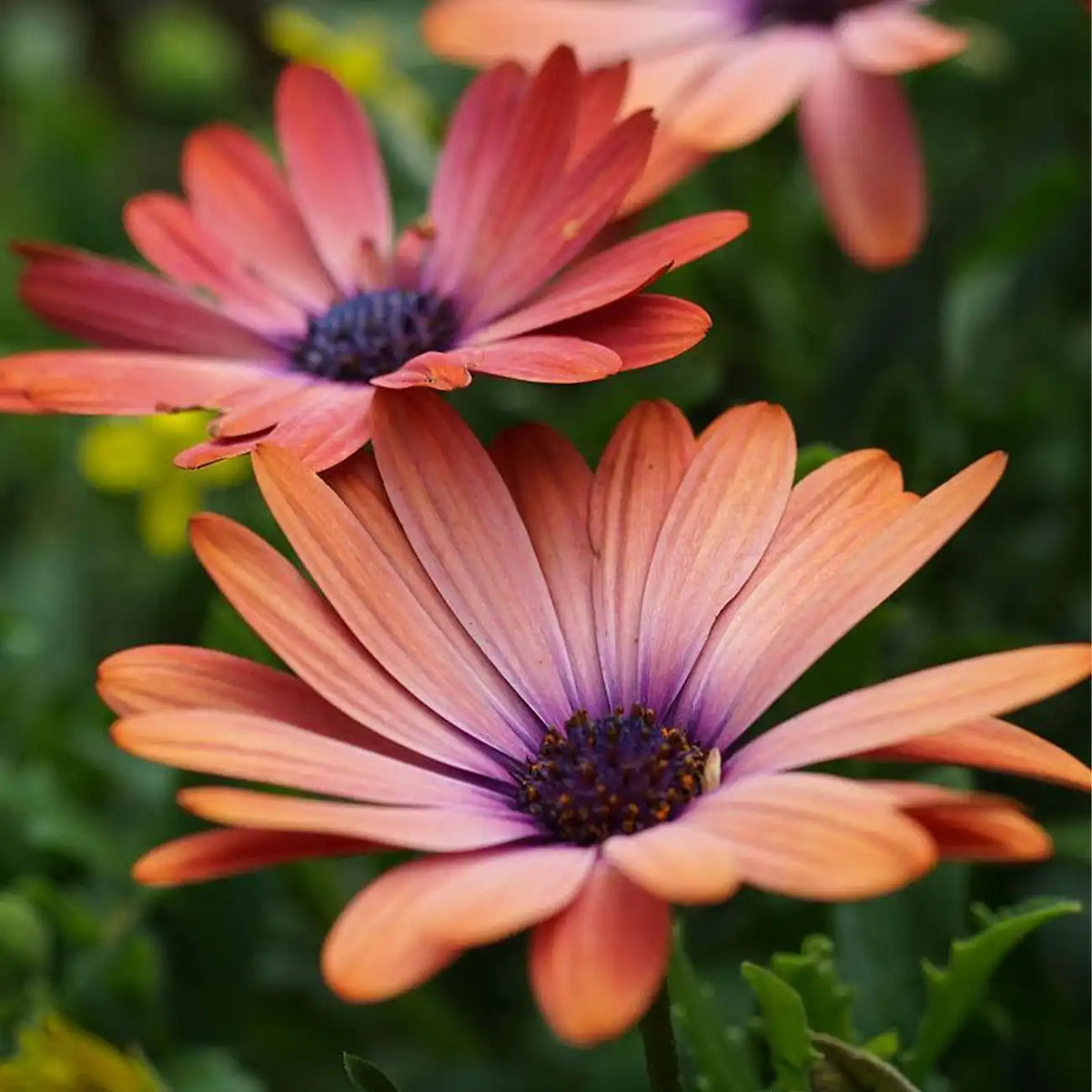 Bronze Marigolds Seeds