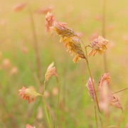 Buffalo Grass Seeds